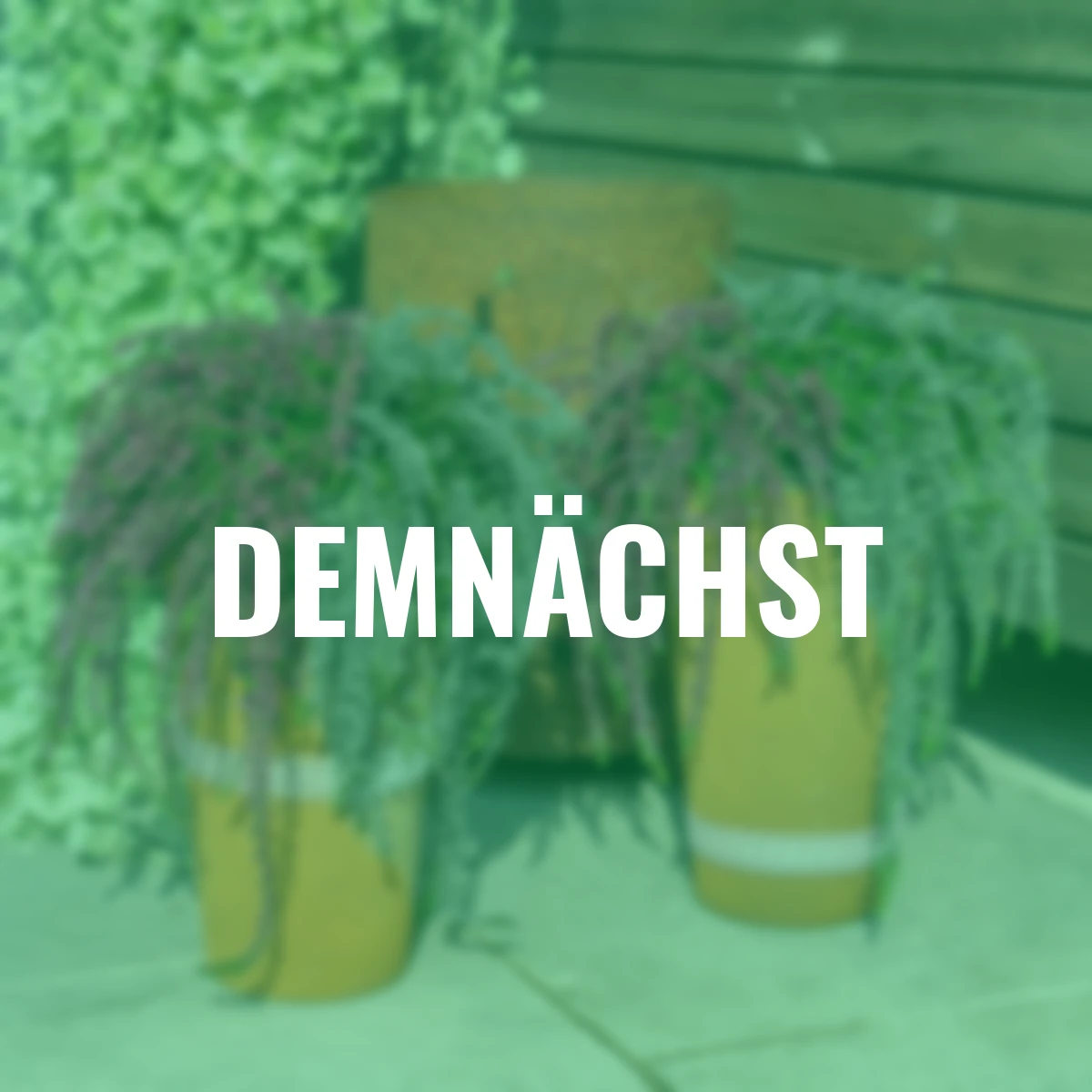 Knospenheide Gardengirls® Rasta Girls Twin