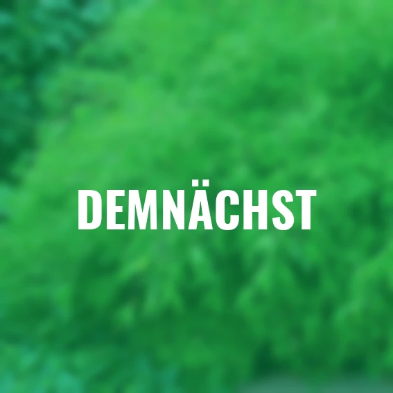 Schirmbambus Great Wall