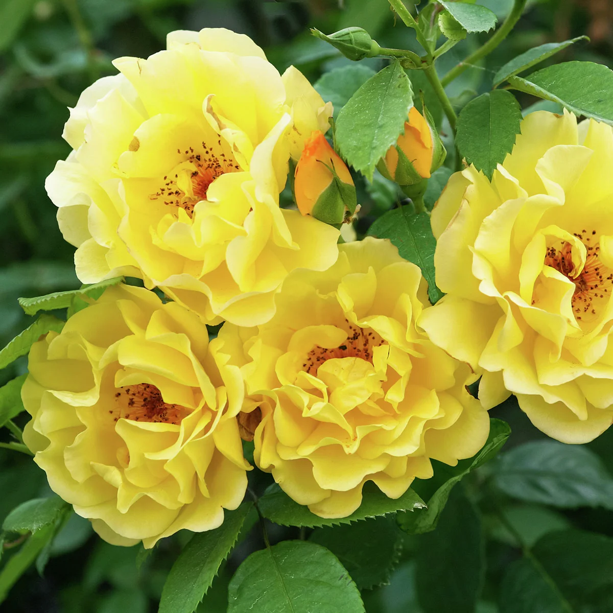 Kletterrose Golden Gate