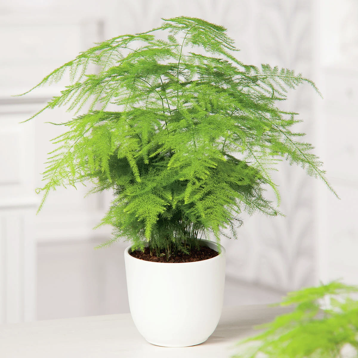 Feder-Spargel, Höhe ca. 20-30 cm