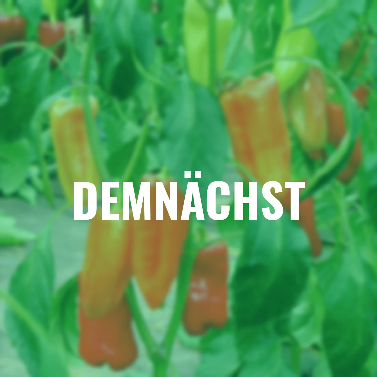 Paprikasamen Agio F1