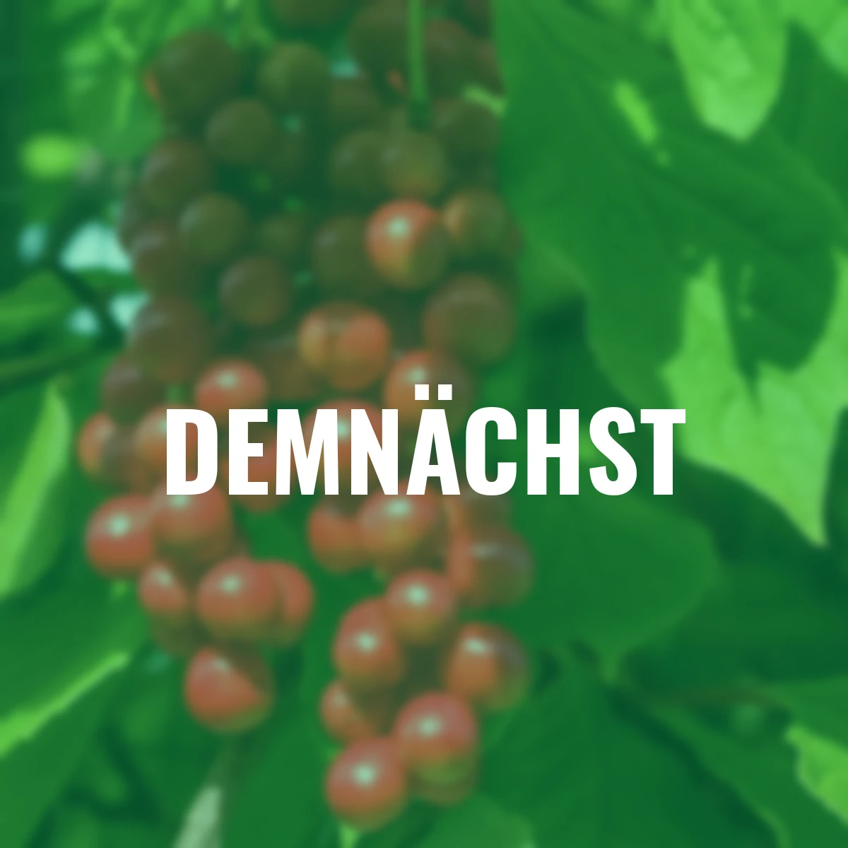 Vitalbeere® Wu-Wei-Zi