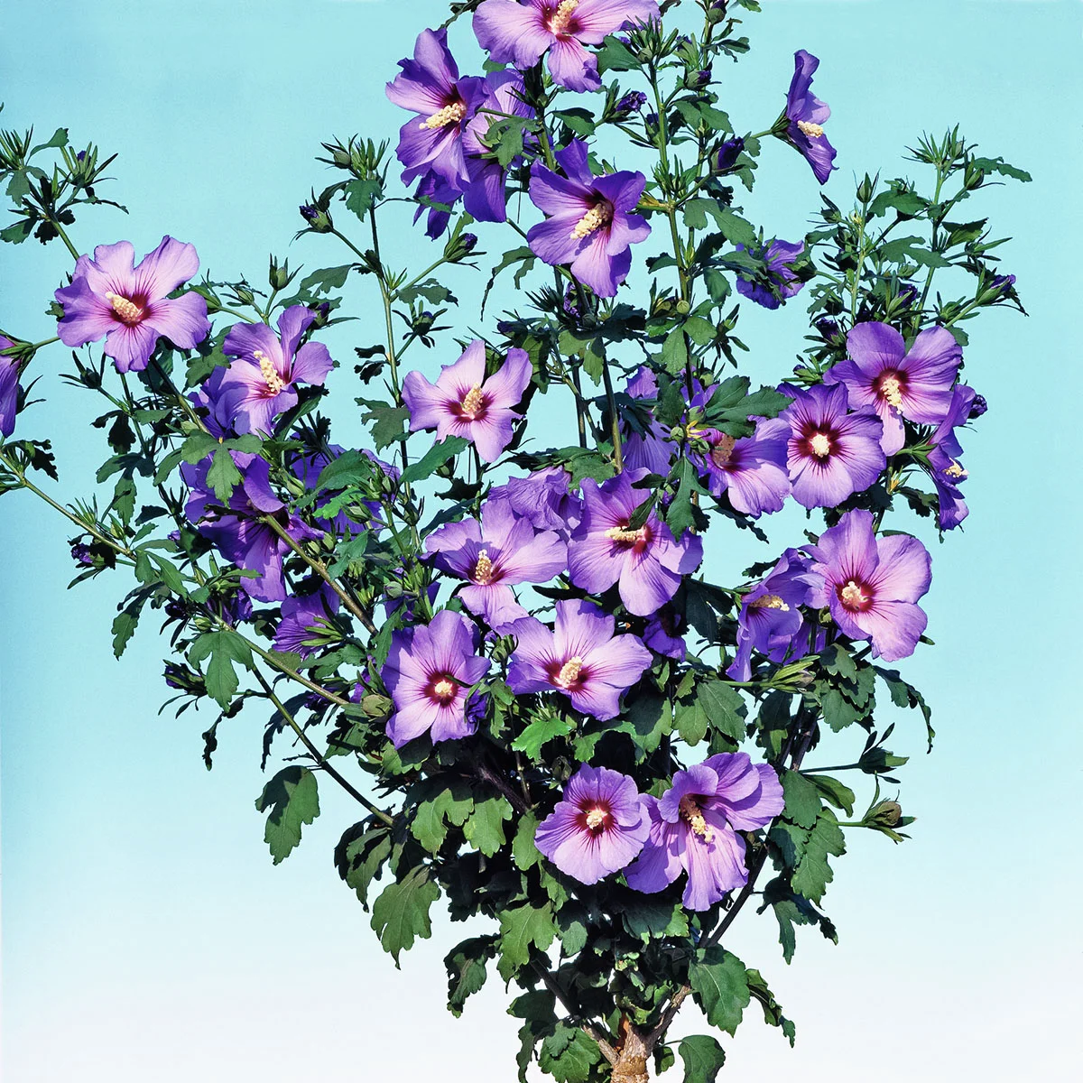 Gartenhibiskus-Stämmchen Blue Bird