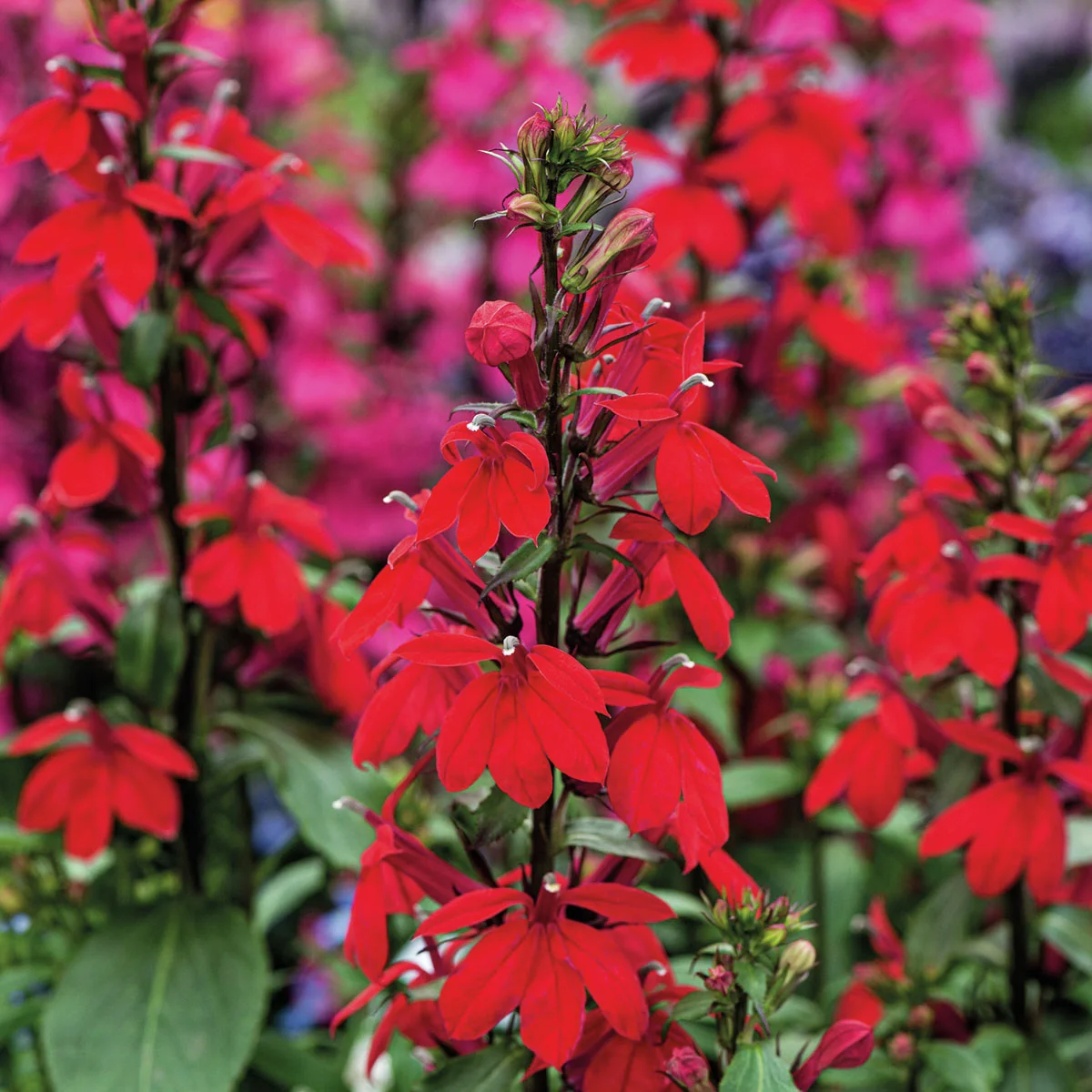 Lobelie Starship Scarlet