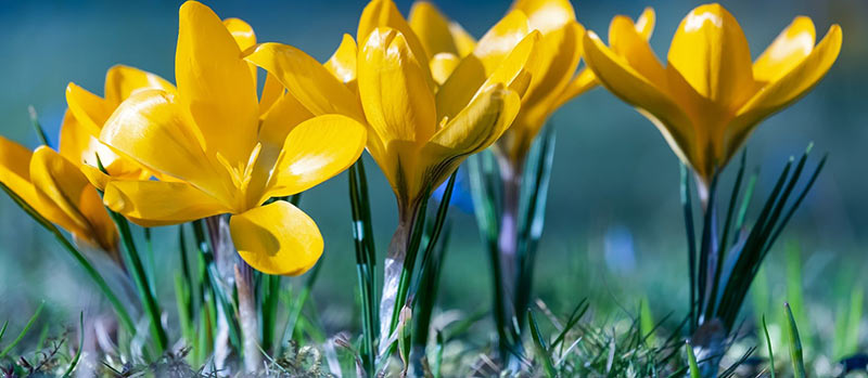Blumenzwiebeln setzen im Herbst – bunte Tulpen und Narzissen