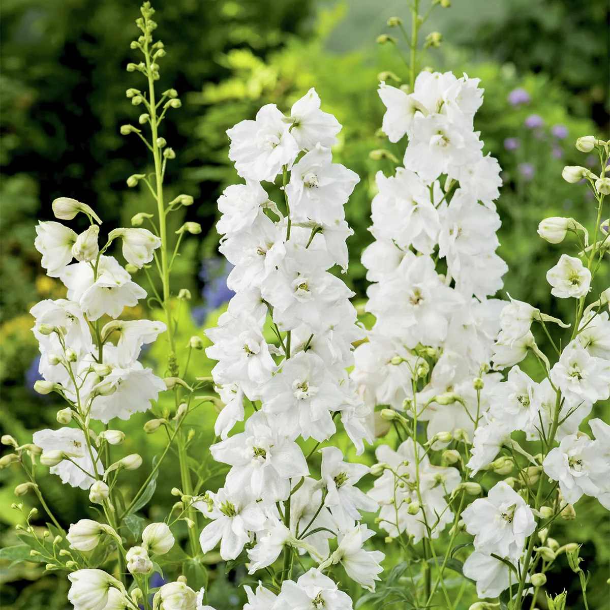Staudenrittersporn, weiß