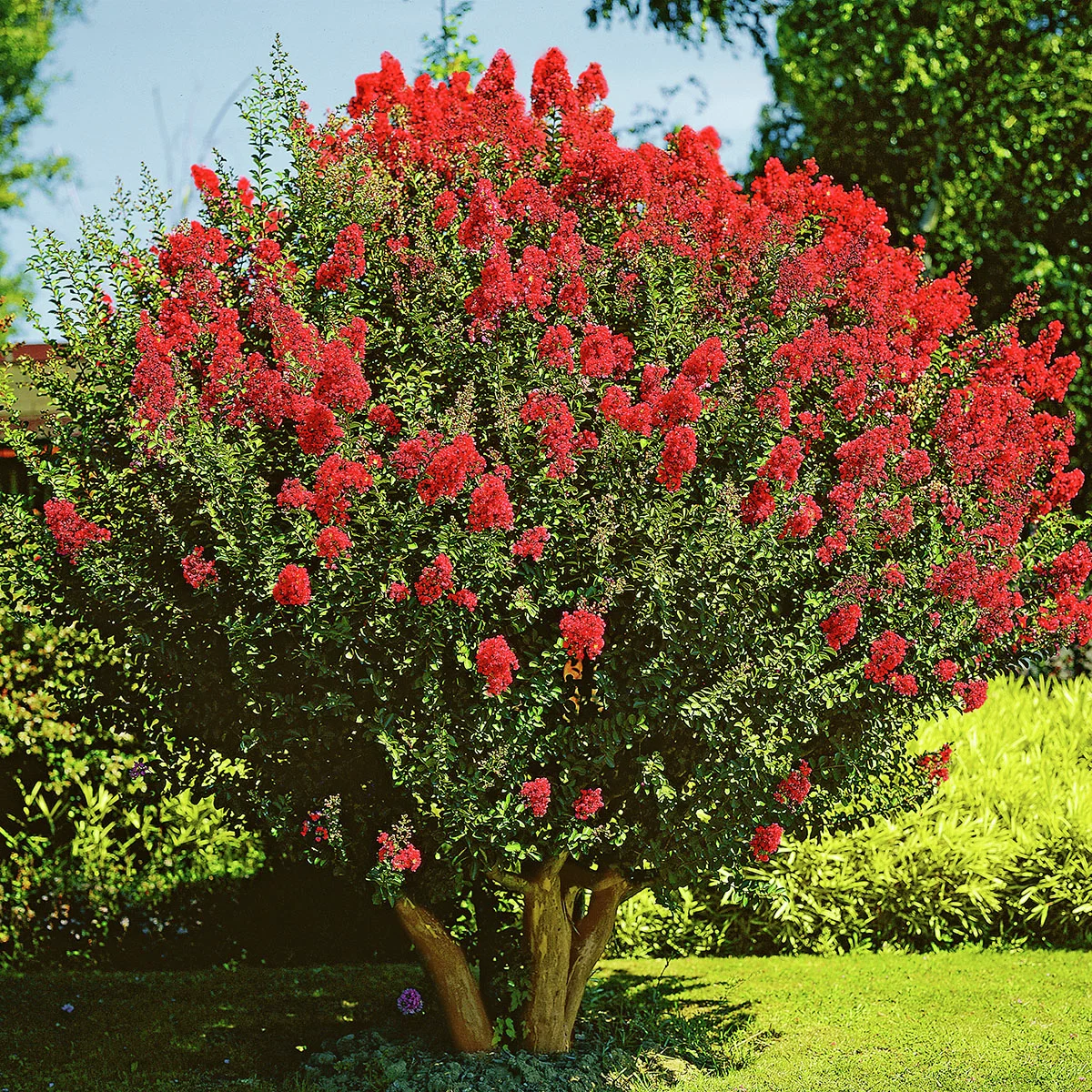 IndianerFlieder® Tuscarora®