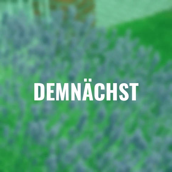 Lavendel Der Klassiker, im ca. 9 cm-Topf