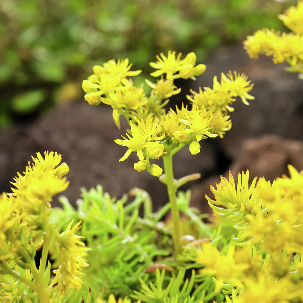 Gold-Tripmadam Angelina