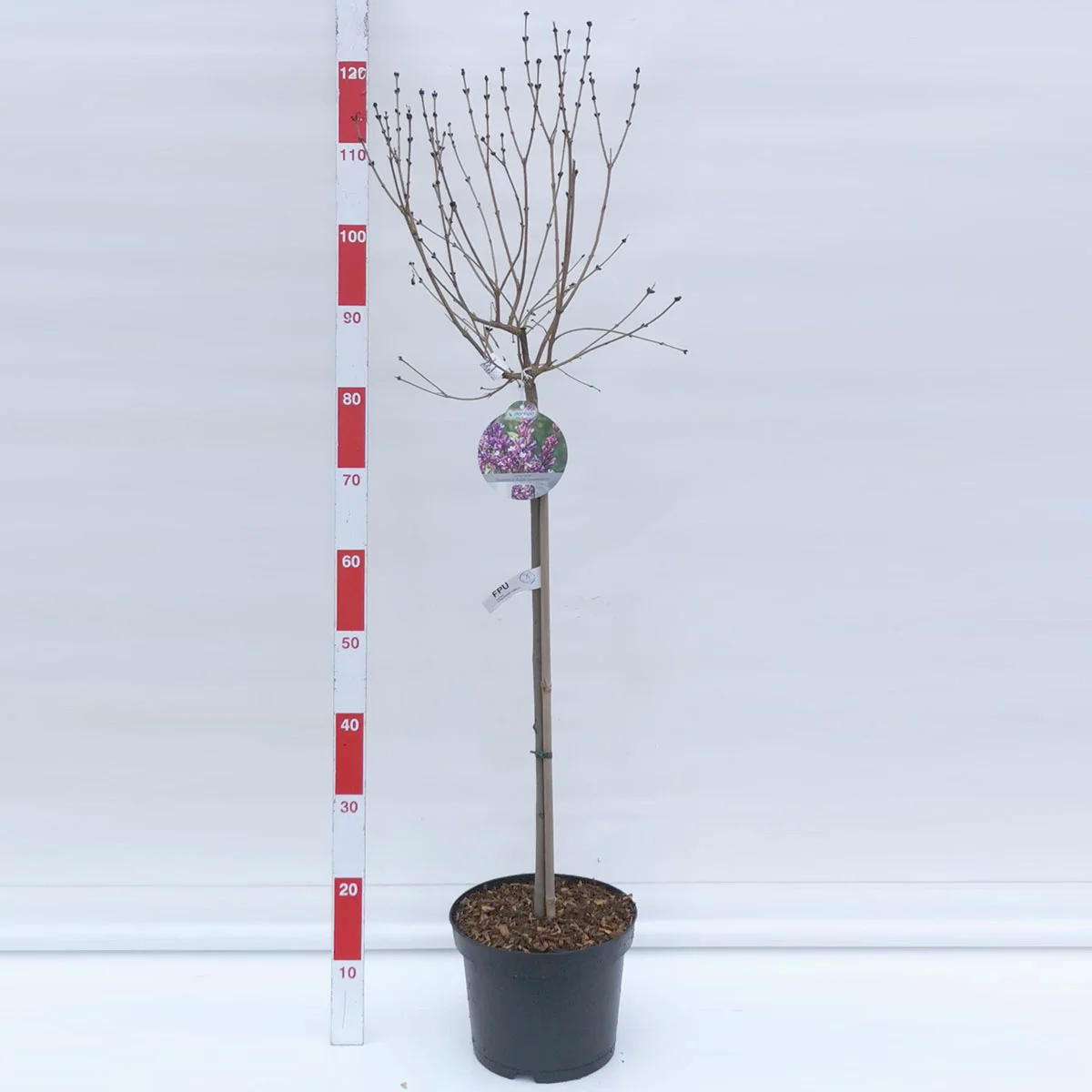 Duftflieder-Stämmchen Flowerfesta®, lila