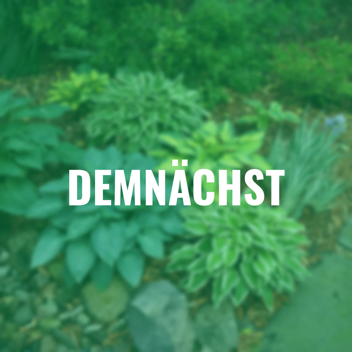 Stauden-Set Funkienzauber