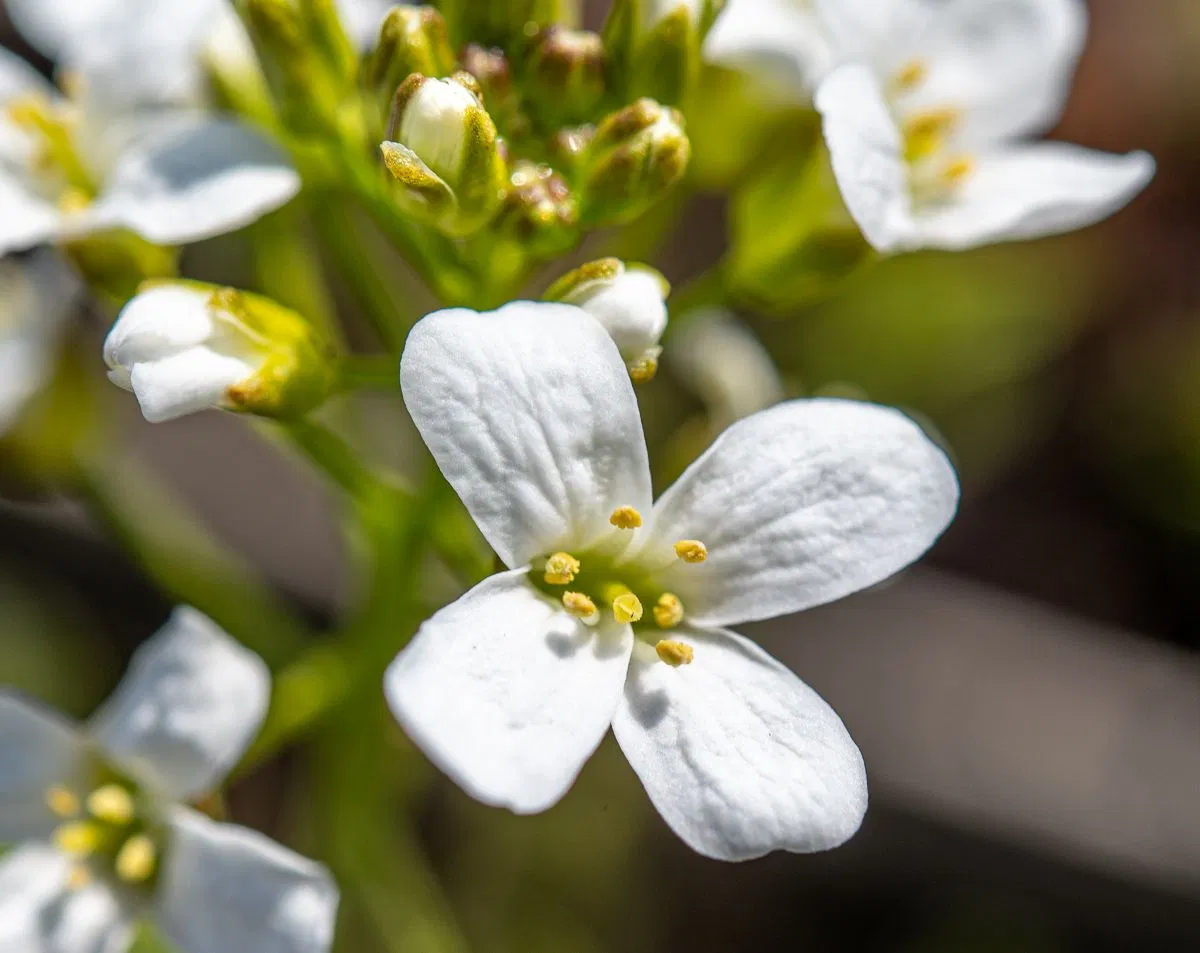 Gänsekresse Glacier