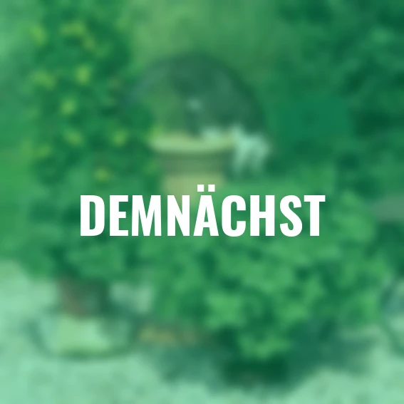 Verpiss-Dich-Pflanze