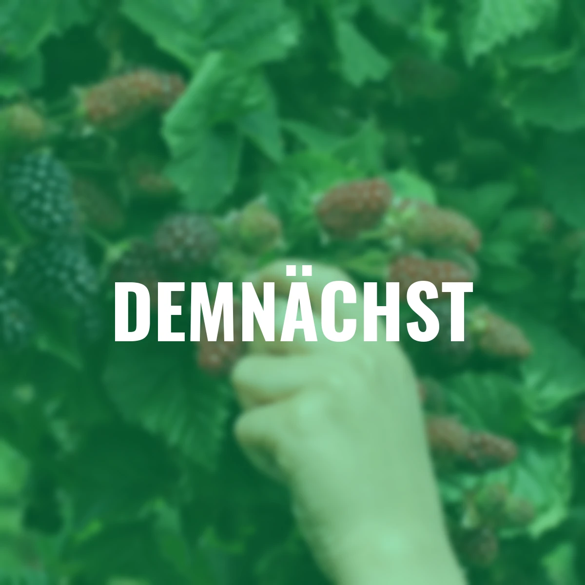 Brombeere Thornless Evergreen