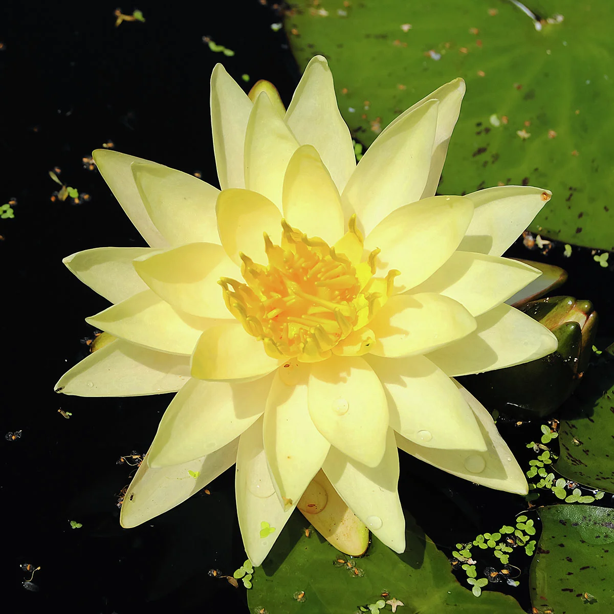 Seerose Joey Tomocik, gelb