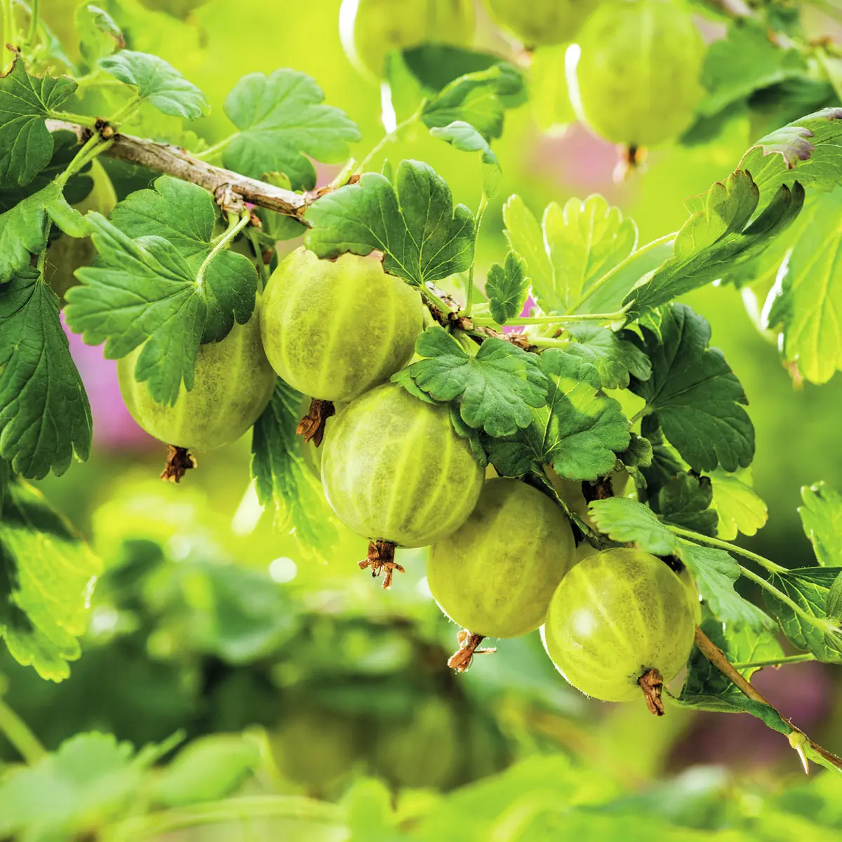 Stachelbeere Invicta(R), Hochstamm