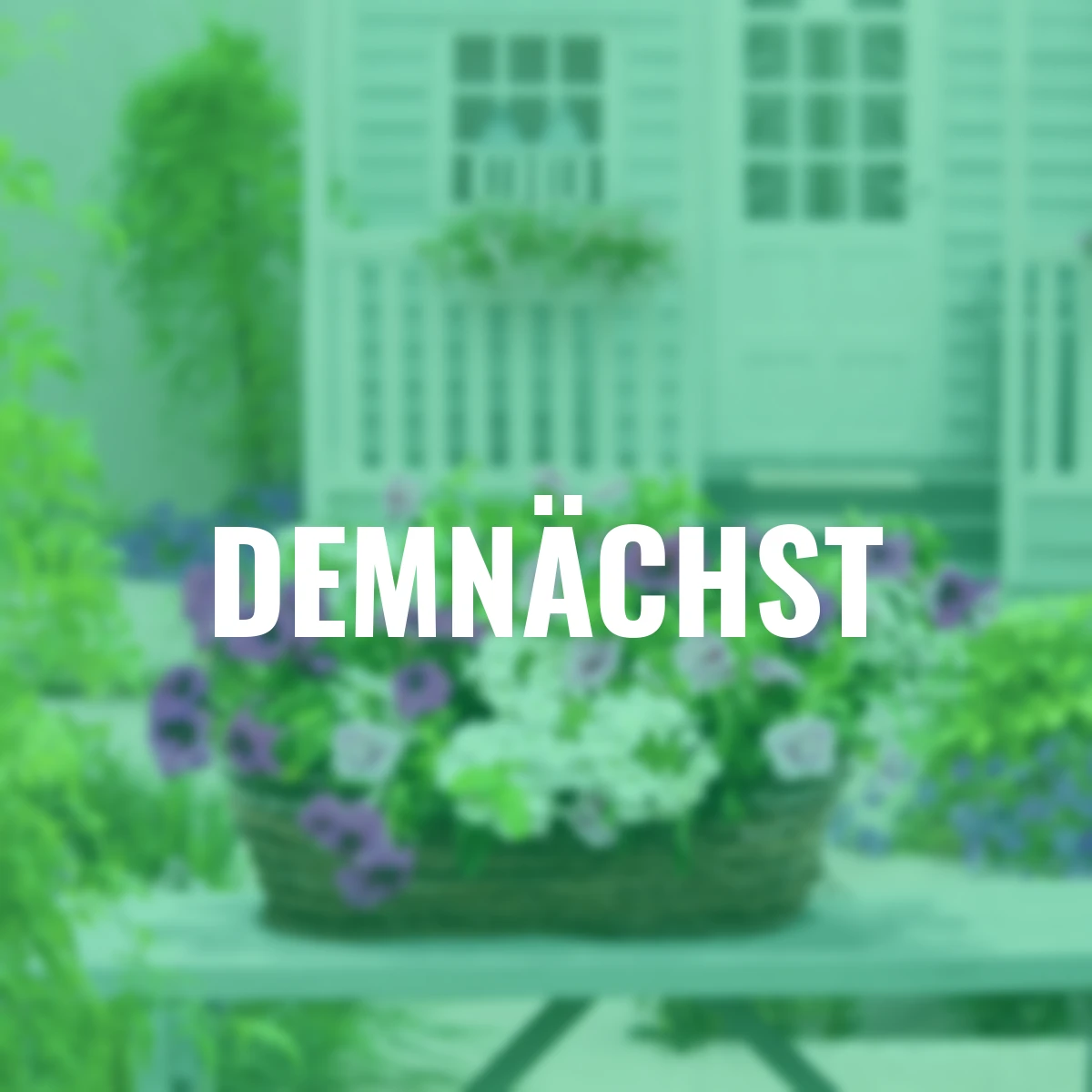 Sommerblumen-Set Blütenvielfalt Trio