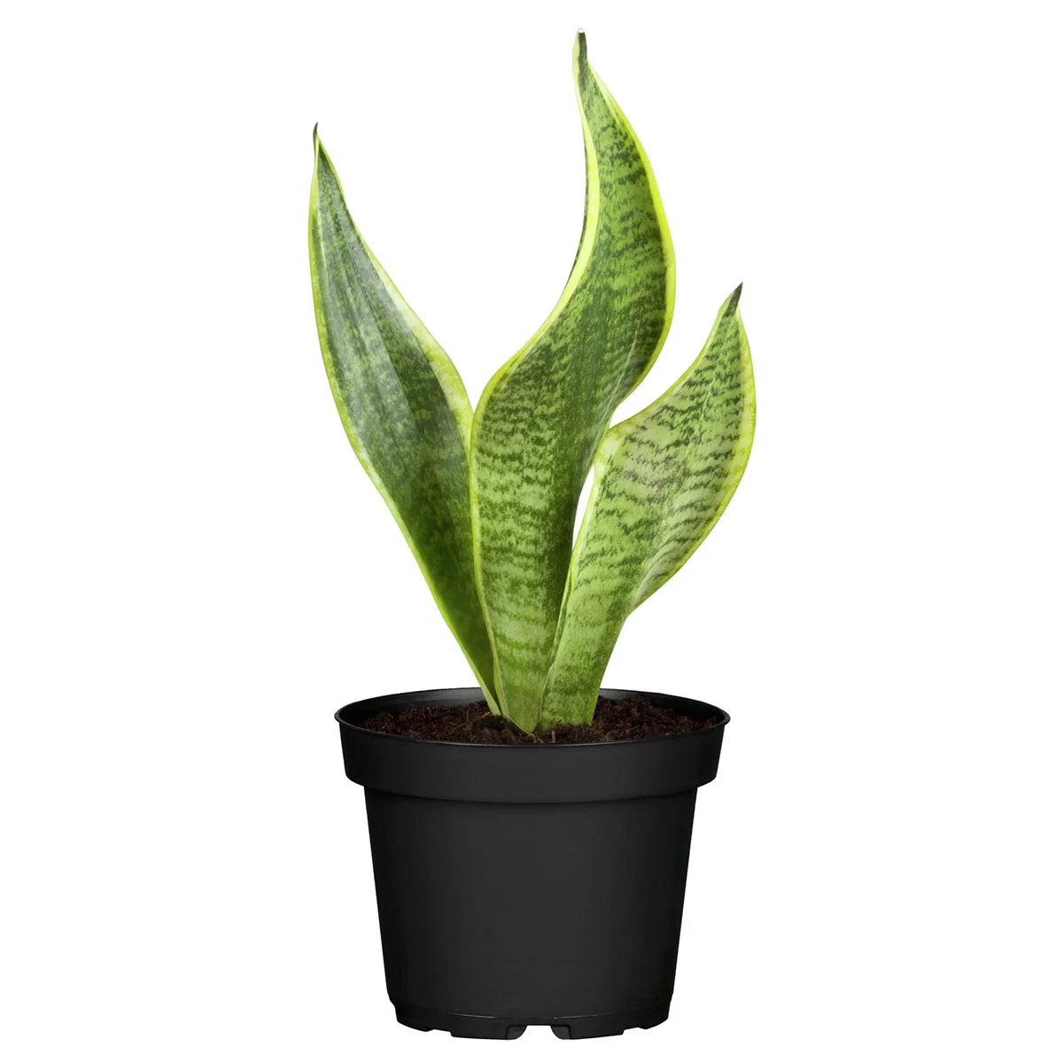 Bogenhanf Laurentii, im ca. 12 cm-Topf, Höhe ca. 40-45 cm