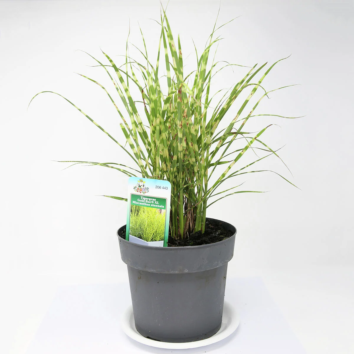 Tigergras, im ca. 14 cm-Topf