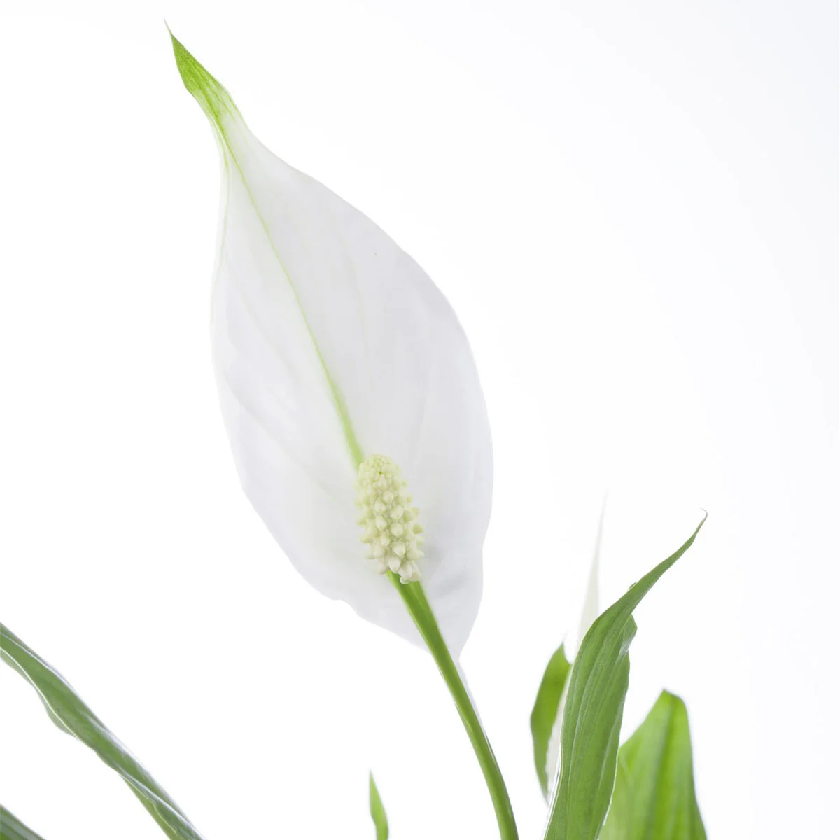 Einblatt, Höhe ca. 30-40 cm