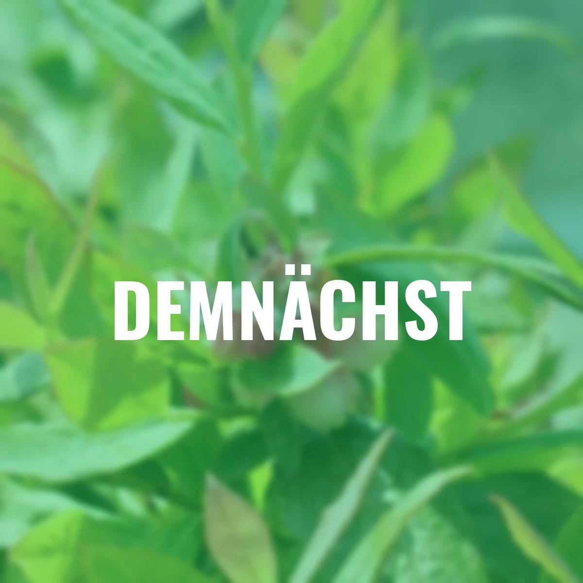 Heidelbeere Sunshine Blue