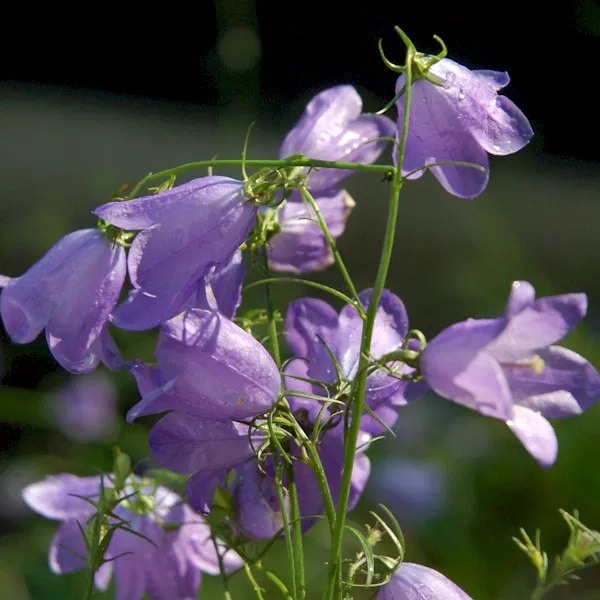 Rundblättrige Glockenblume Olympica