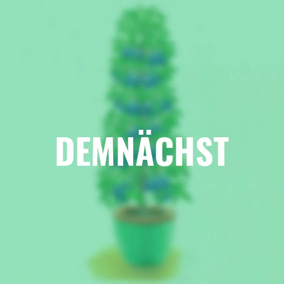 Säulen-Pflaume Imperial