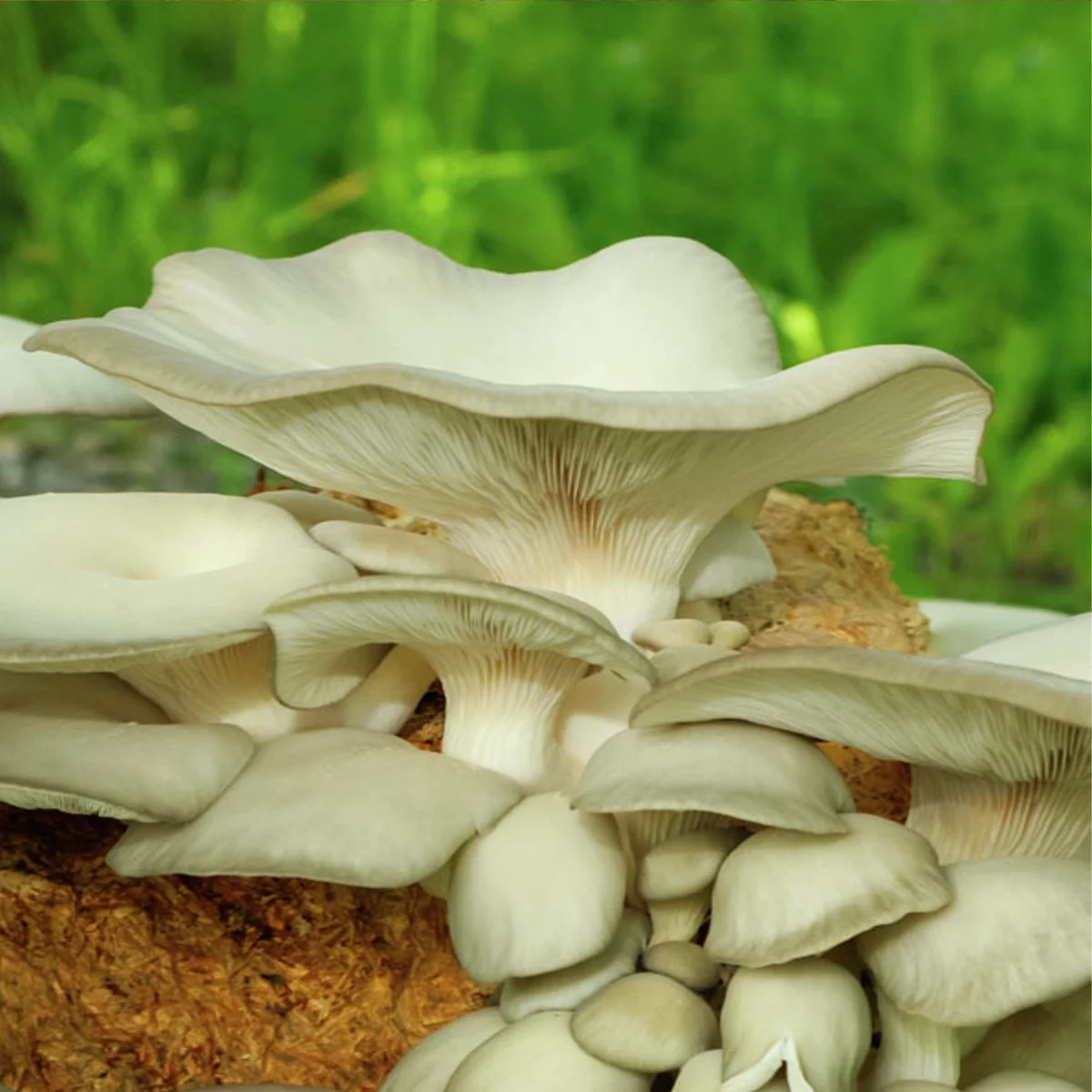 Dübel-Pilzkultur-Set Austernpilze