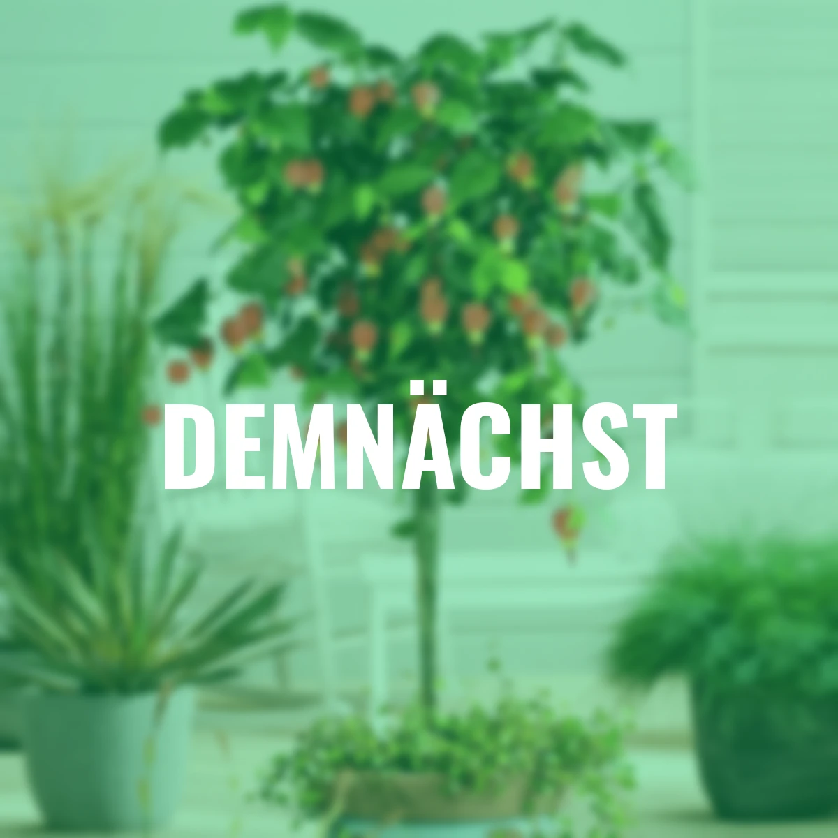 Schönmalven-Stamm, rot-gelb