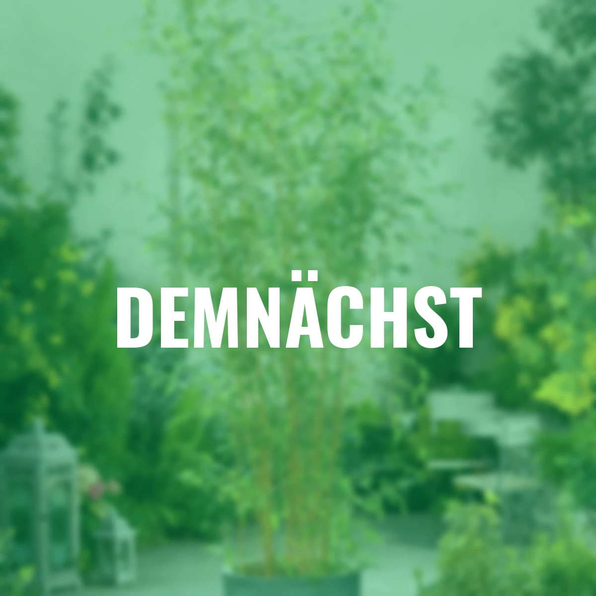 Bambus Aureocaulis, im ca. 28 cm-Topf