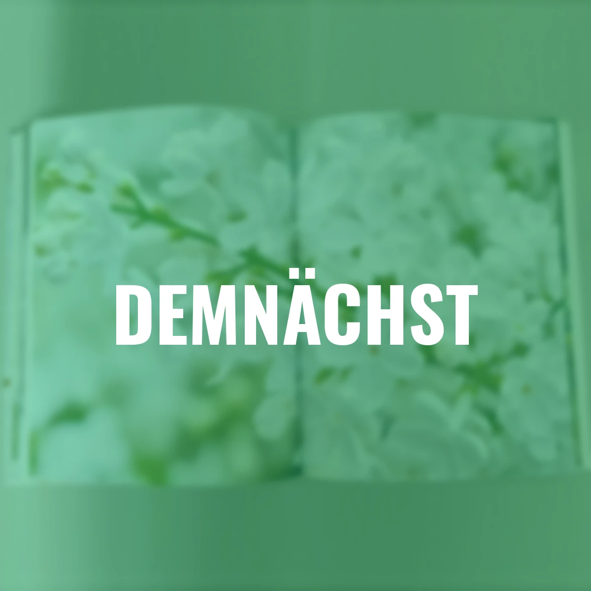 Linnhoff, Blütenweiß