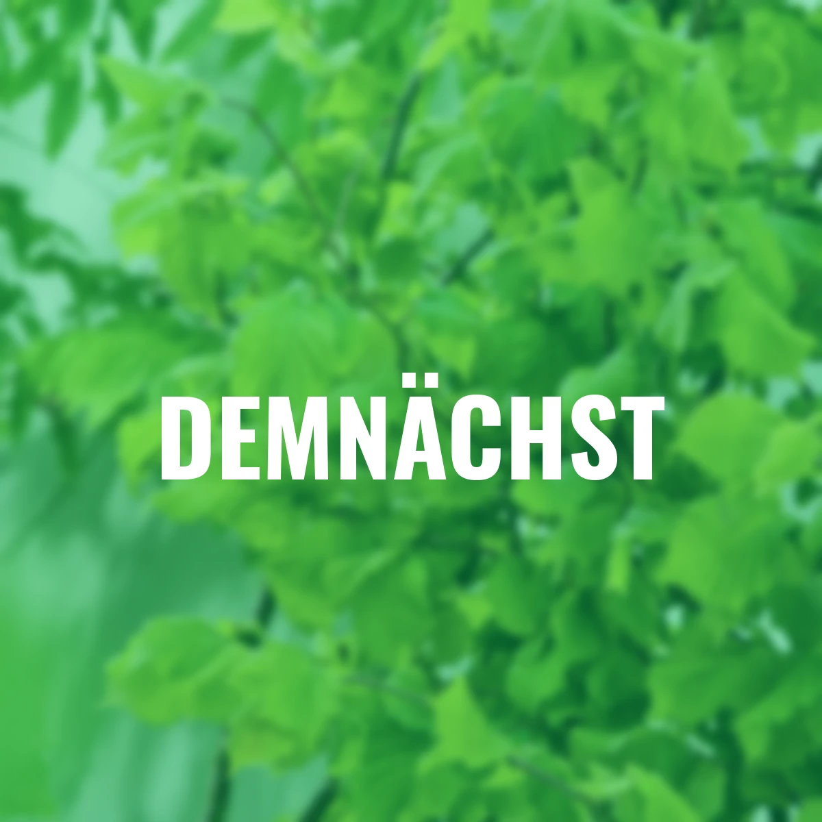 Rote Haselnuss Hoogeveen