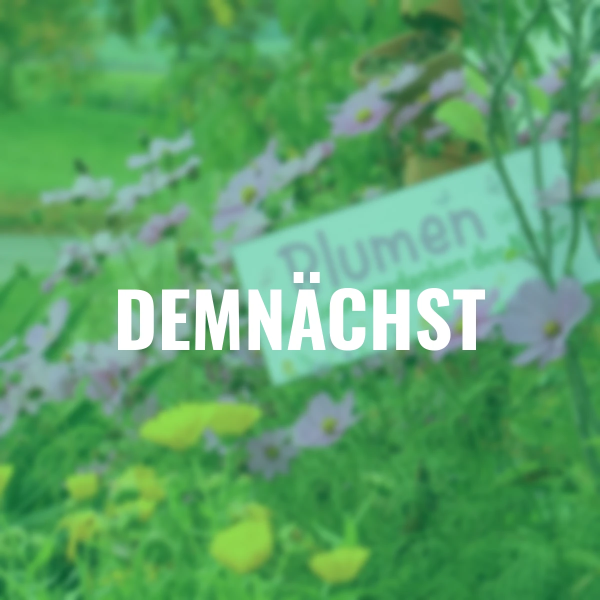 Metall-Schild, Blumen sind…,