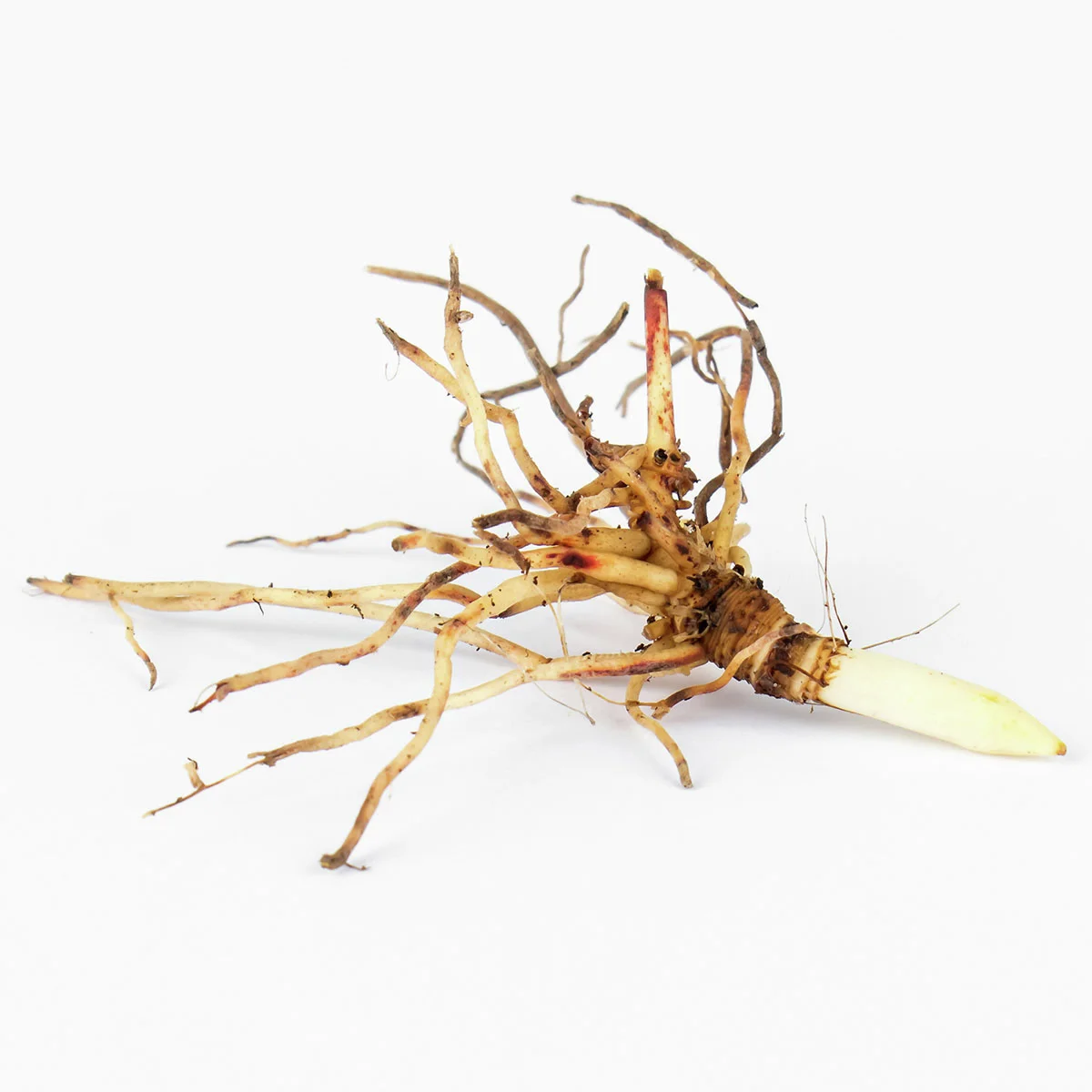 Maiglöckchen, weiß