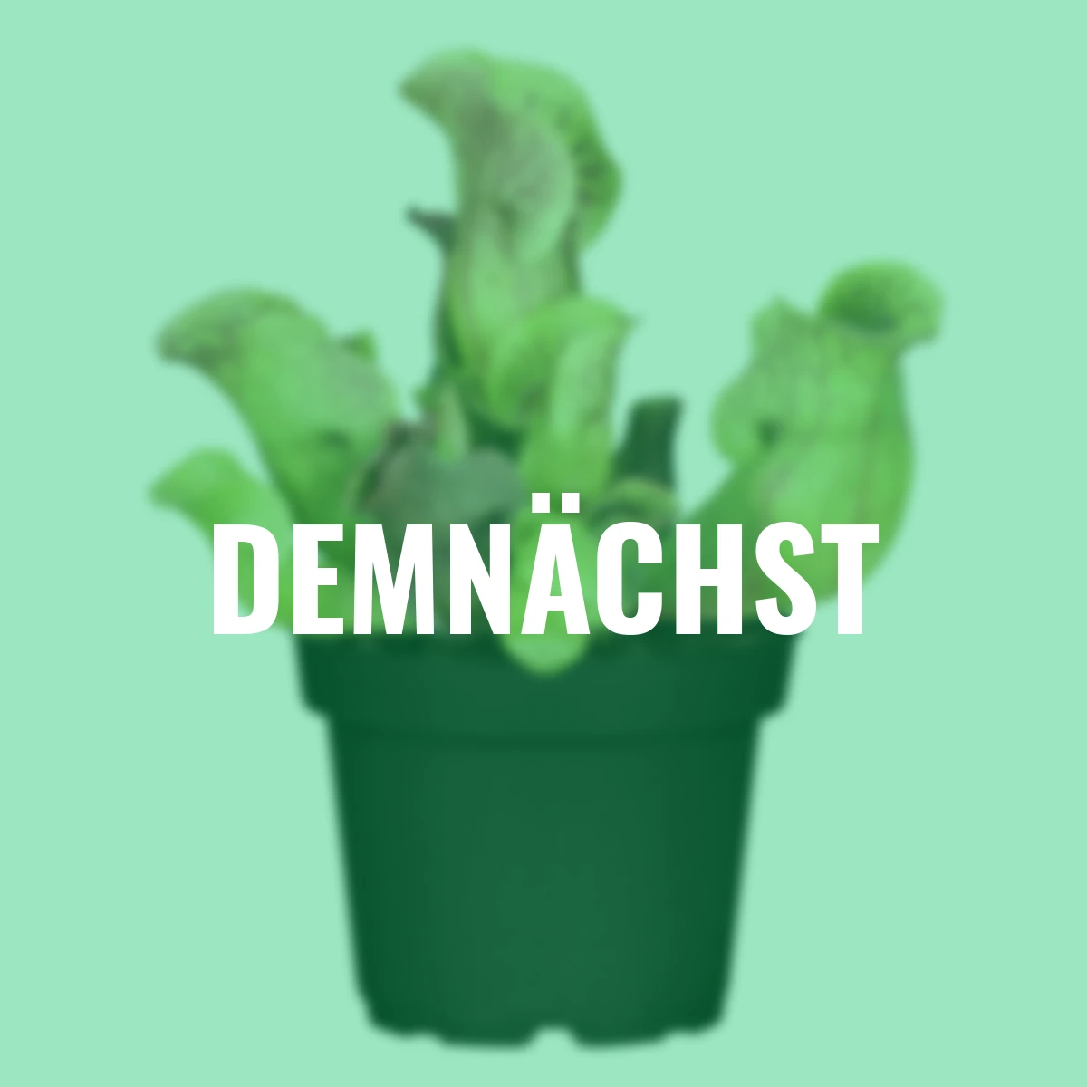 Set Fleischfressende Pflanzen