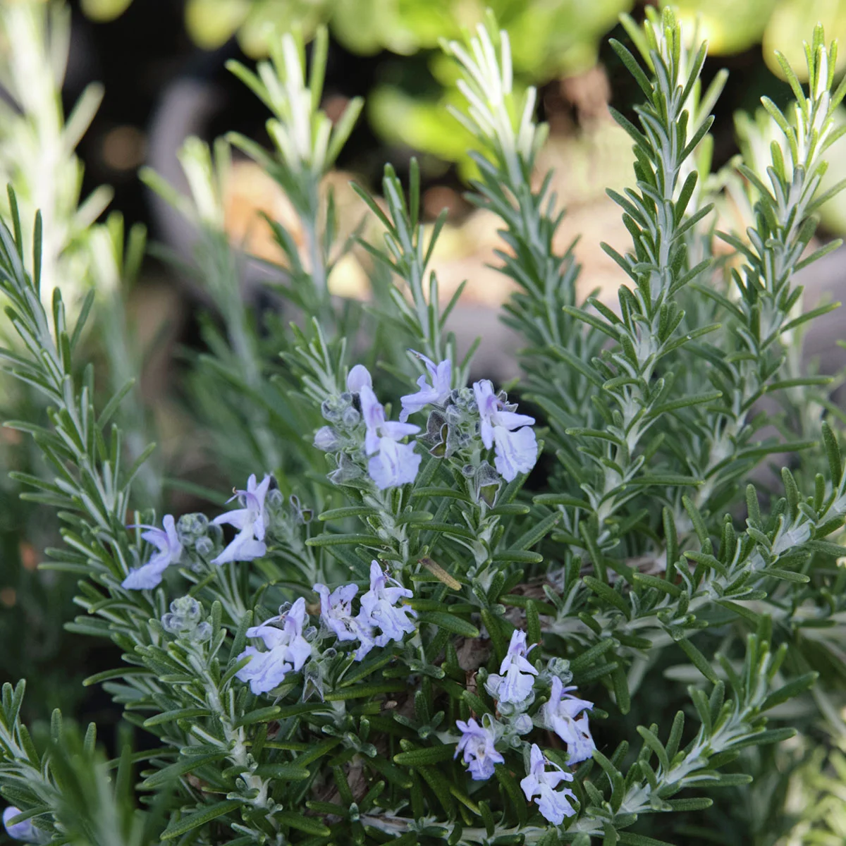 Eataliano Kriechender Rosmarin