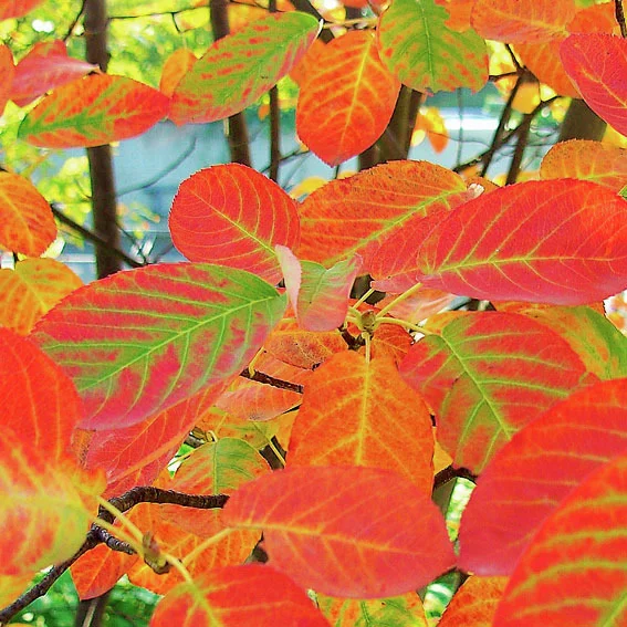 Rosinen-Baum Prince William