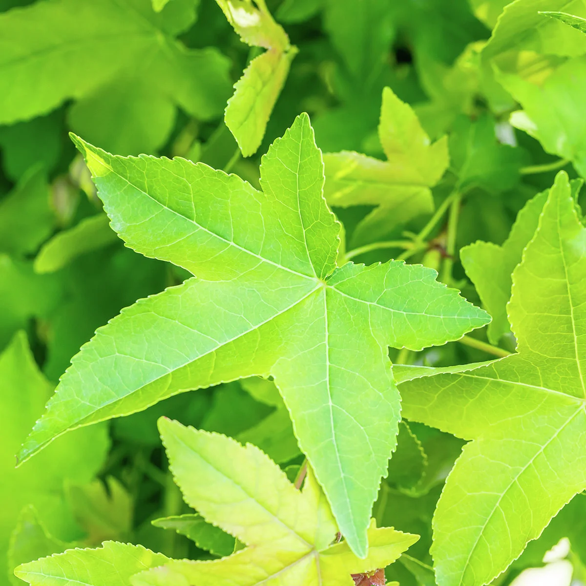 Kugelamberbaum Gumball