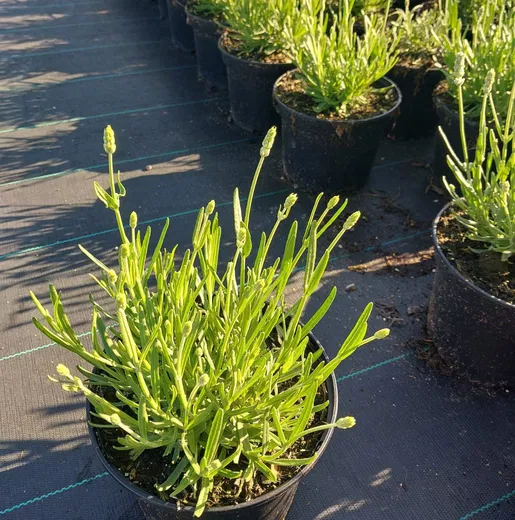 Lavandula angustifolia White Summer