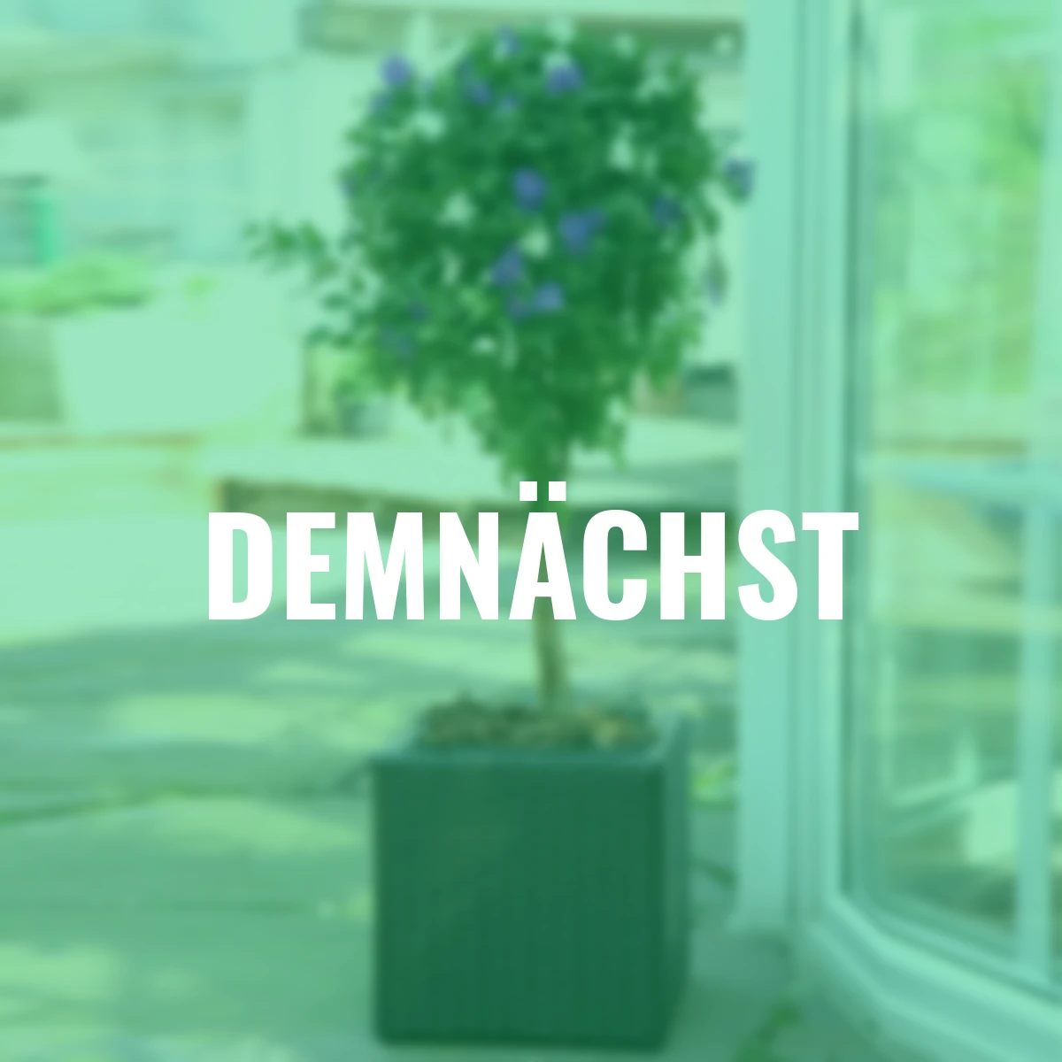 Enzian-Stamm, blau-weiß