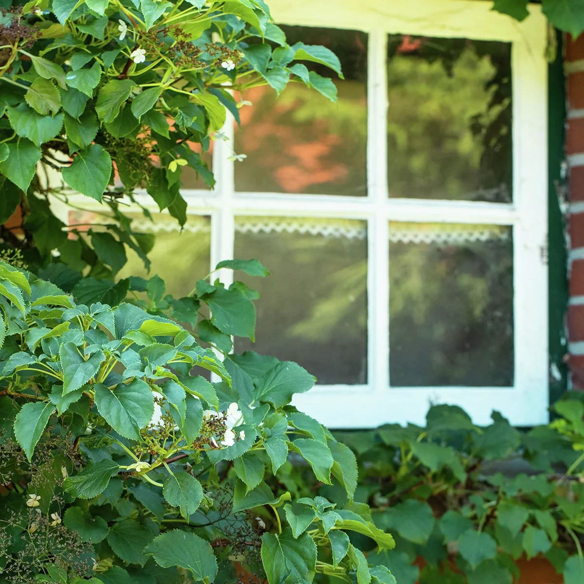 Kletterhortensie Der Klassiker
