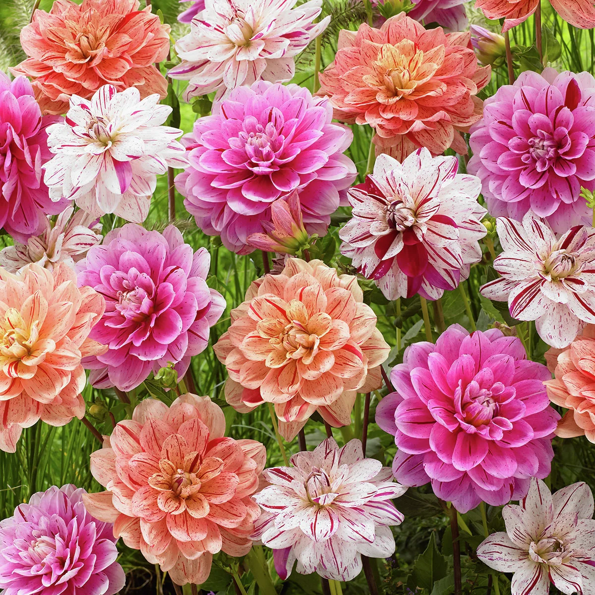 Schmuckdahlien Shiny Diamonds-Mischung