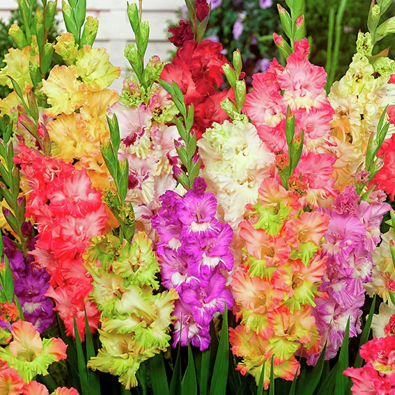 Parrot-Gladiolen-Mischung