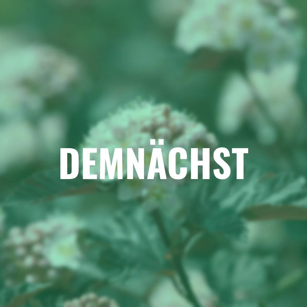 Fasanenspiere Lady in Red