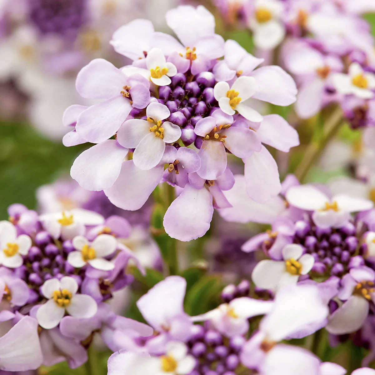 Immergrüne Schleifenblume, pink-violett