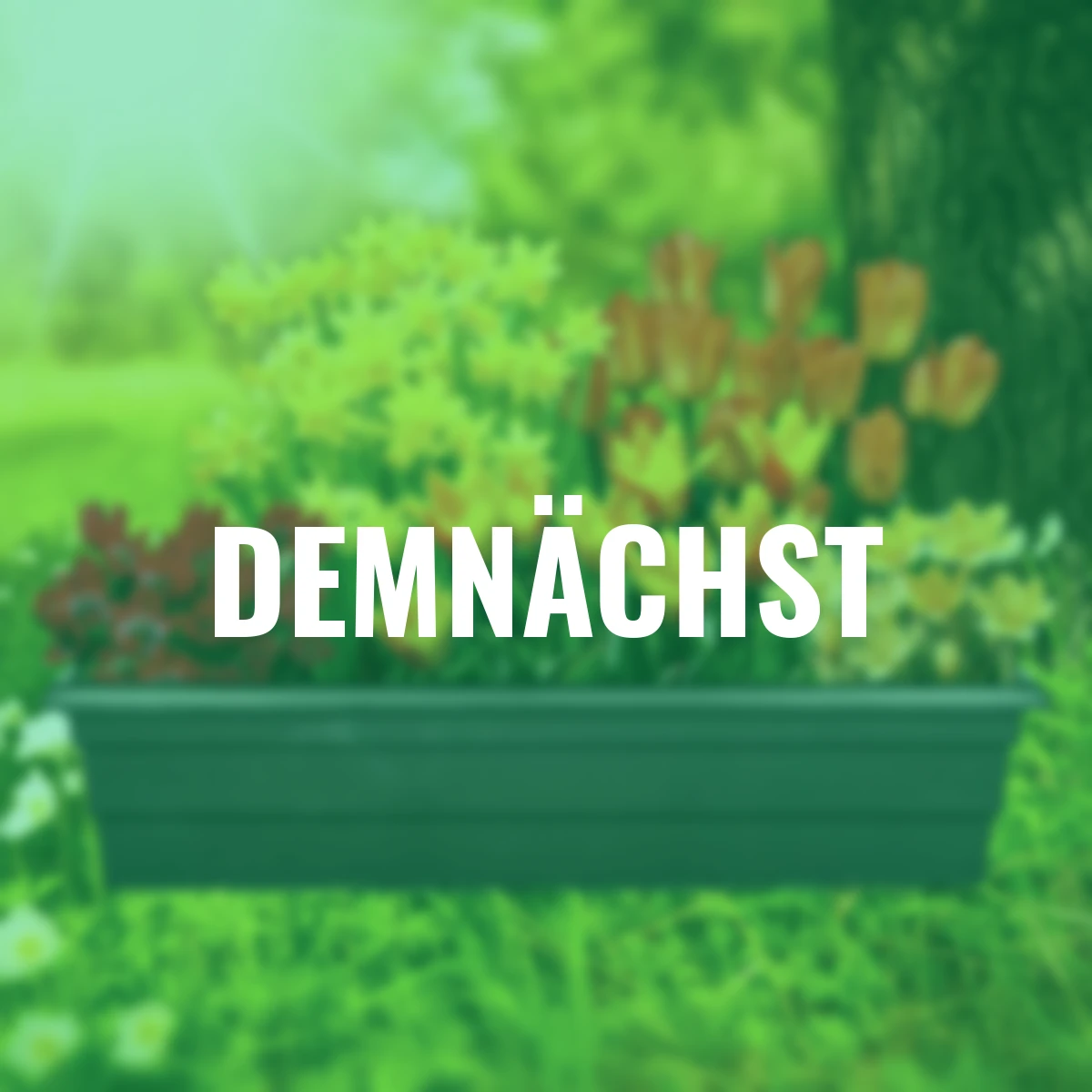 Balkon-O-Mat Tray Sunshine Mischung