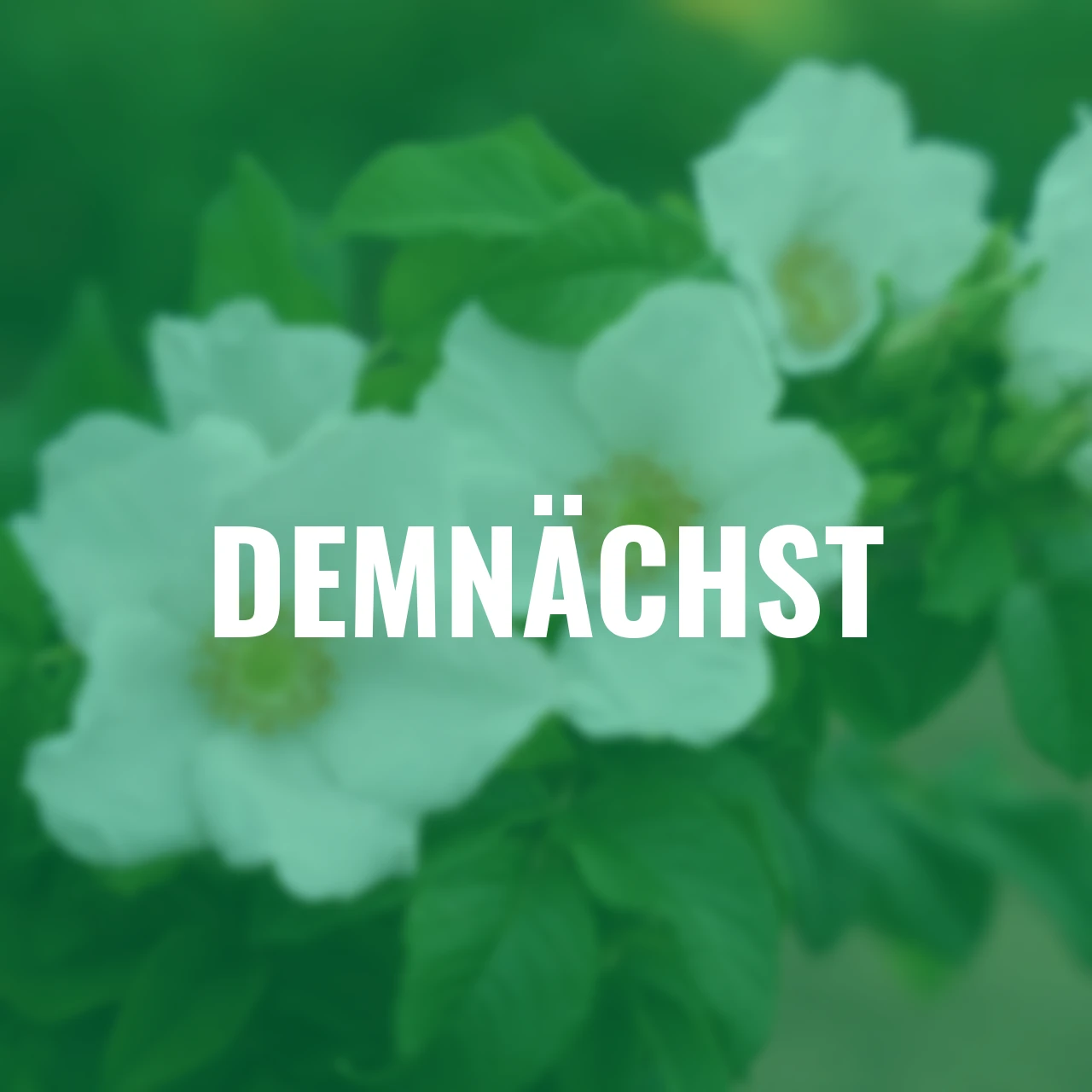 Duftrose Butterfly™ Aurora®, wurzelverpackt