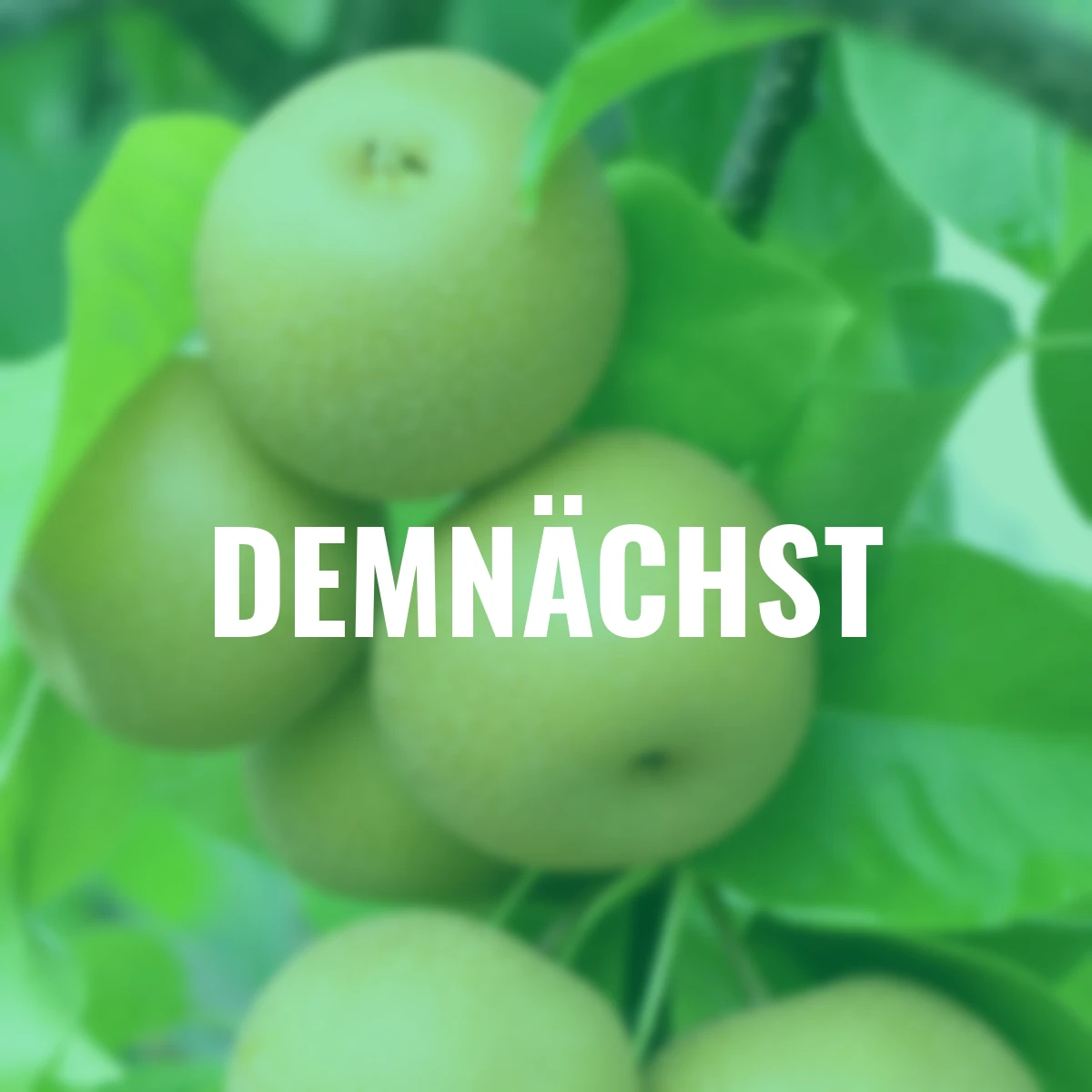 Säulen-Nashi Prosuccoso