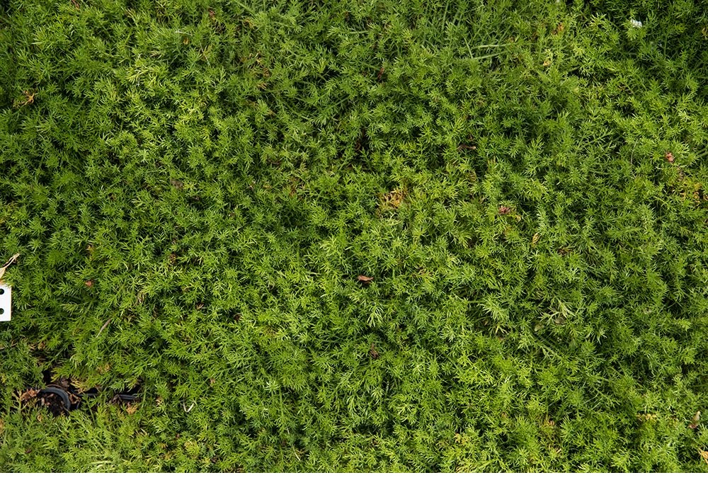 Scheinkamille Treneague