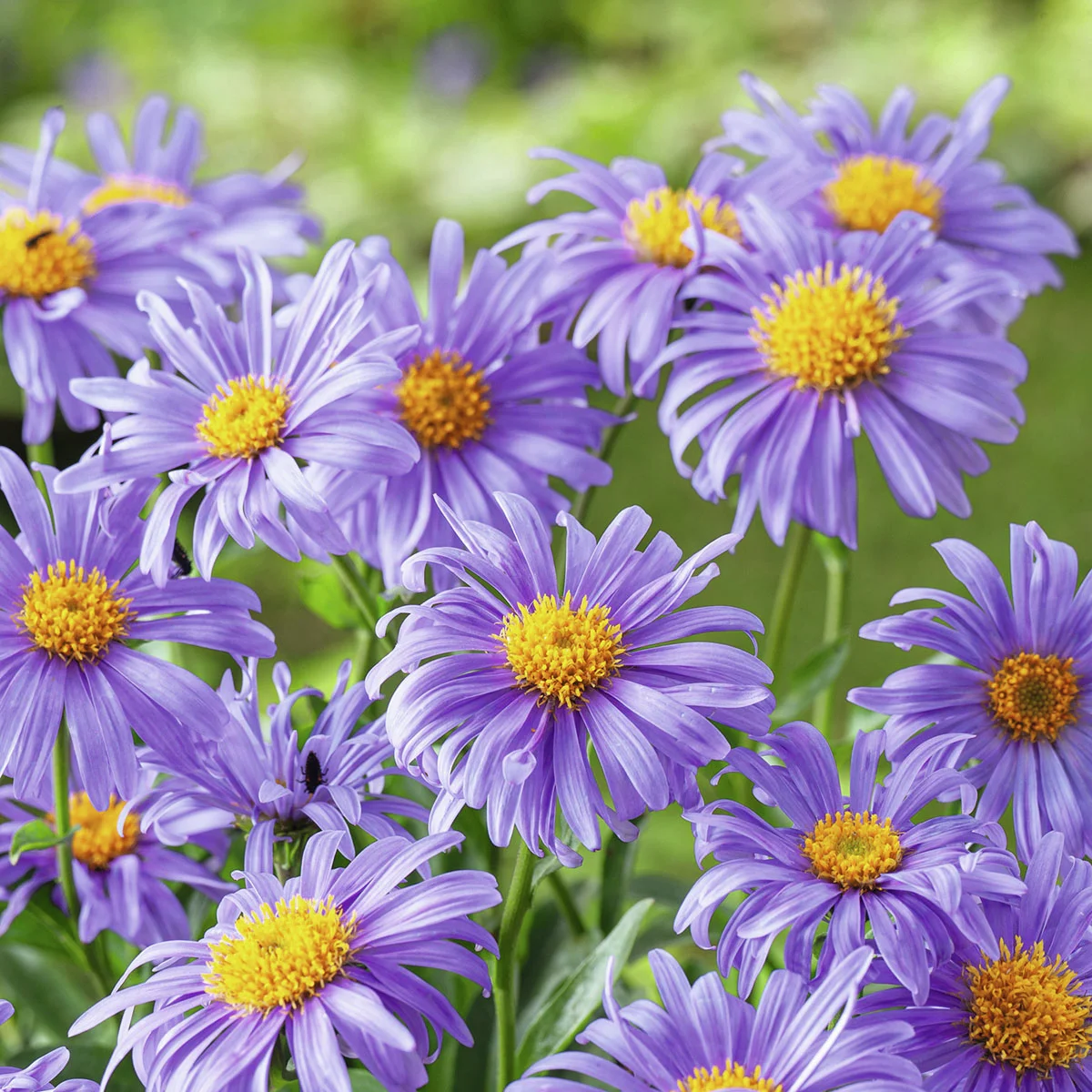 Alpen-Aster, im ca. 7 cm-Topf